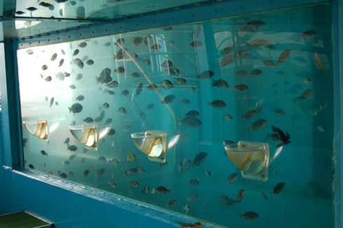 Fish Tank