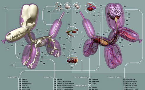 Balloon Dog Anatomy