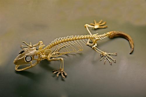 Gecko Skeleton