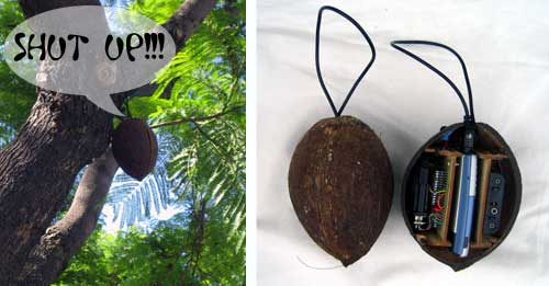 Coconut