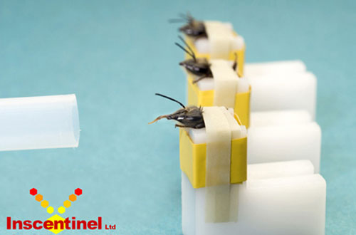 Inscentinel's Trained Bees (Image via Sci Fi Tech)