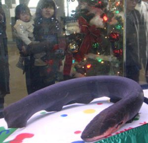 Electric Eel
