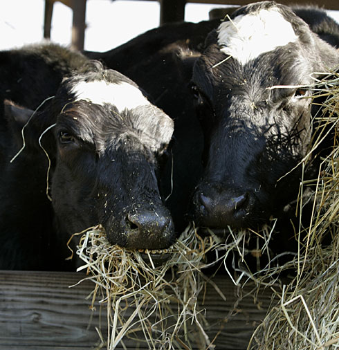 Moo