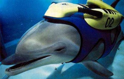 SeaQuest Darwin