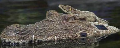 Gator Decoy