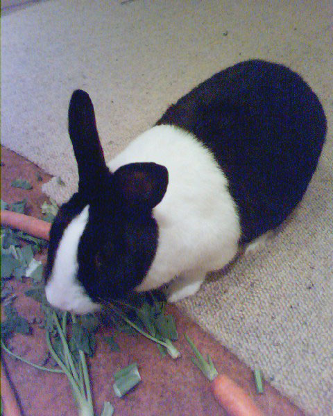 bunpic Kyocera Wild Card
