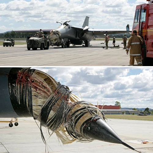 F-111 Hit By Pelican In Flight (Images courtesy News.com.au)