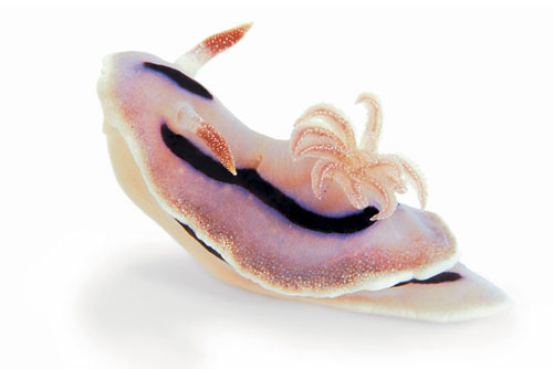 Nudibranch