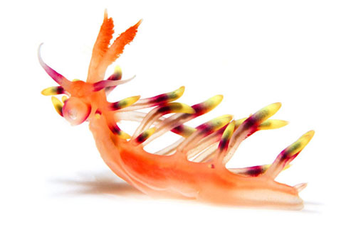nudi2 Nudibranch