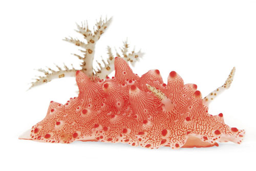 nudi4 Nudibranch