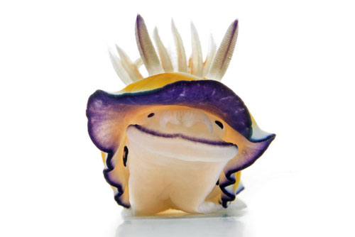nudi5 Nudibranch
