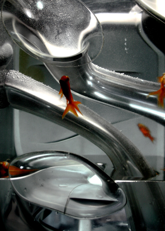 Fish Tank