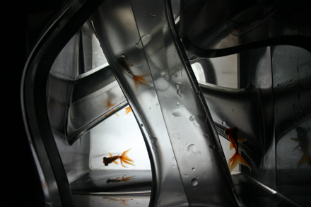 Fish Tank