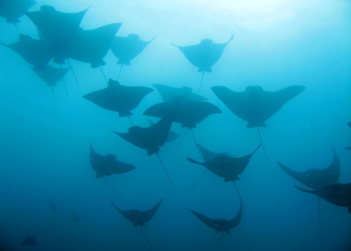 img_2407 Spotted Eagle Rays