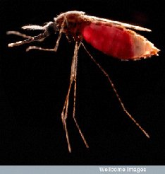 mosquito-inspire-needle