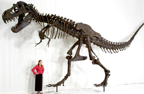 Tyrannosaurus Rex STAN Skeleton (Image courtesy Black Hills Institute)