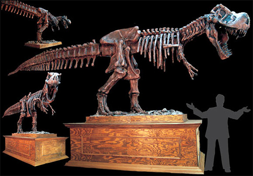 animate_rex DINO200 Animated T-Rex Skeleton (Image courtesy The ScareFactory)