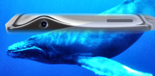 whalephone