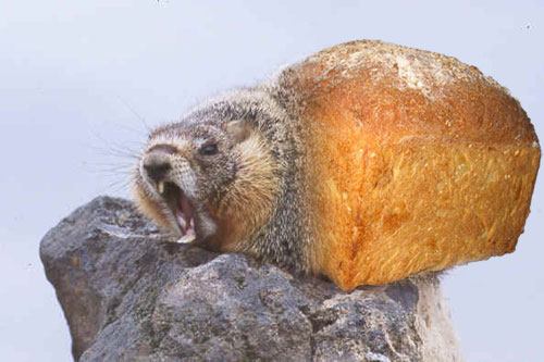 bread_marmot