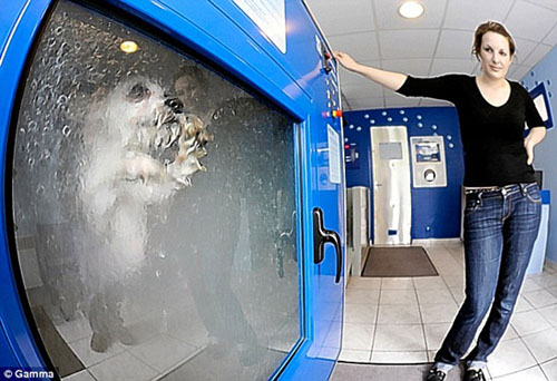 dog-o-matic dog-o-matic