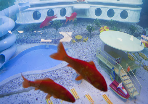 fish1 fish1