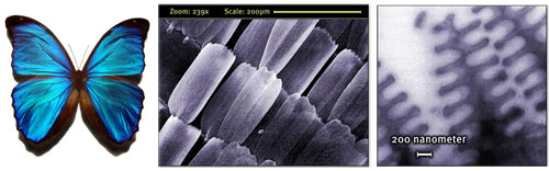 wing