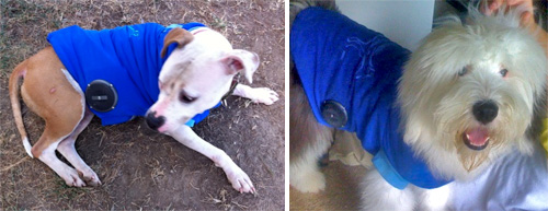 The Woofer (Images courtesy Awesome LLC)