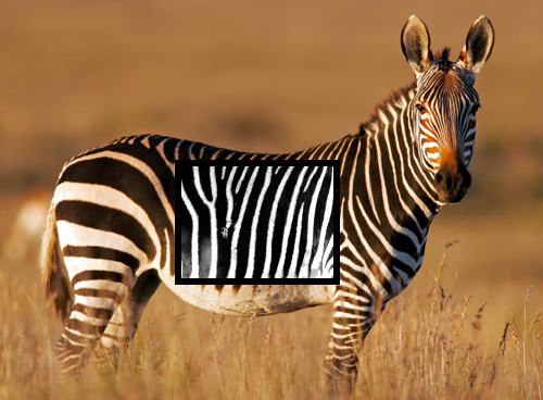 StripeSpotter (Image courtesy Animal Planet)