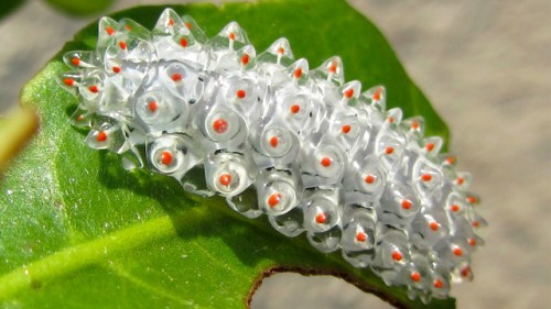 crystal-caterpilar