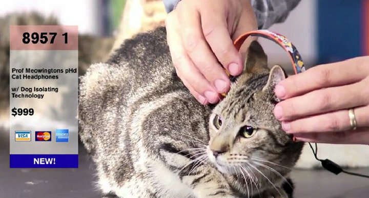 Cat Headphones