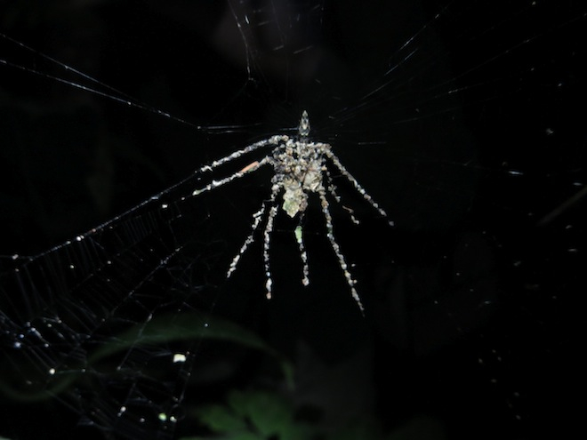 Spider1