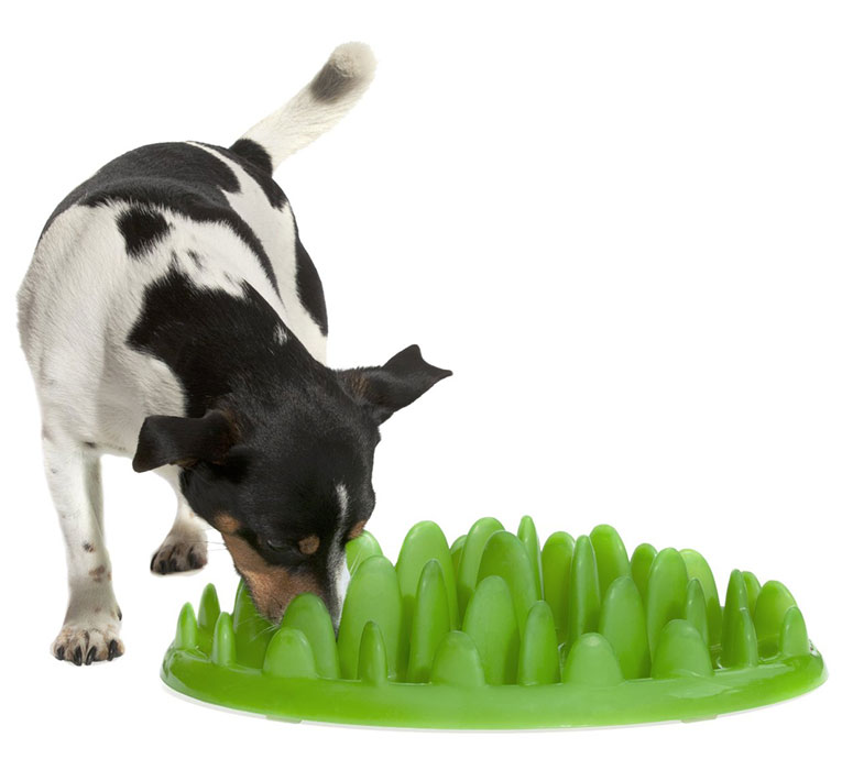 My Dogs Food Is Making Him Vomit My Dogs Food Is Making Him Vomit