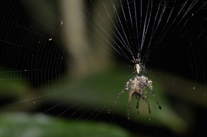 spider2
