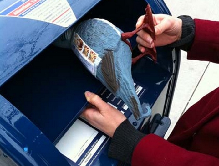 Pigeon Post1