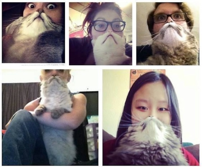 Cat-Beard.jpeg