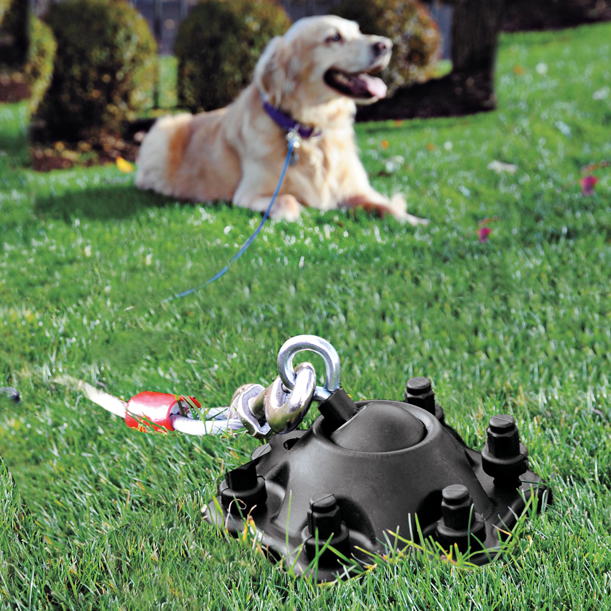 Best Way To Keep Dogs Out Of Yard Best Way To Keep Dogs Out Of Yard