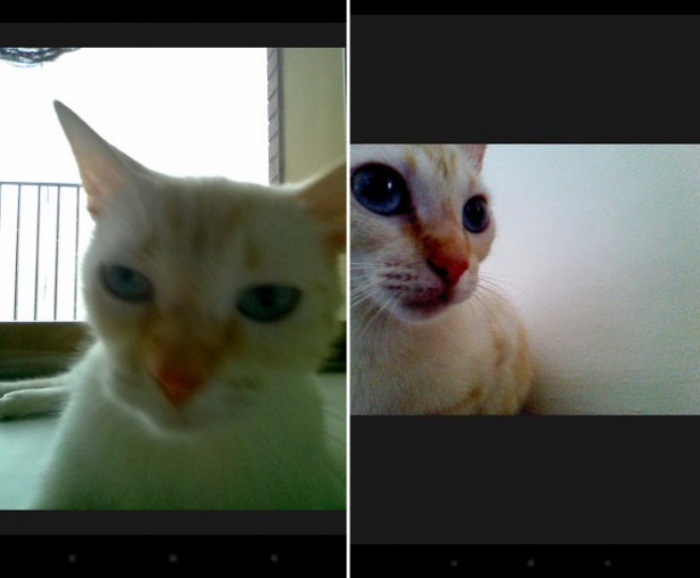 Snapcat Snapcat is the Catty Version of Snapchat for Kitties