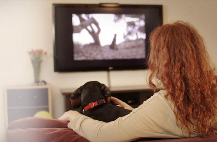 Can dogs watch television?