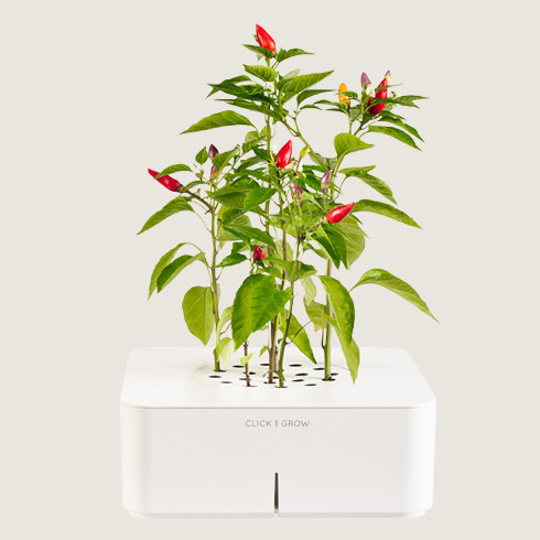 Click-and-Grow-1