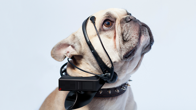 dog-thought-translator