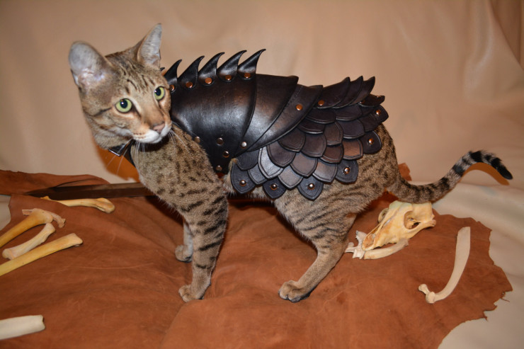 cat-armor-4