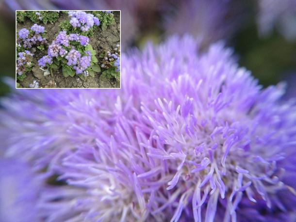 Macro Lens