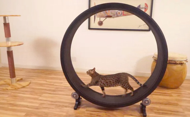cat-exercise-wheel