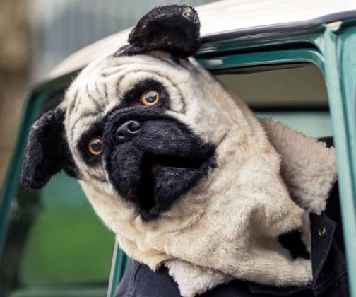 pugs and split pug mask it s a pug ohgizmo pugs and split pug mask it s a pug ohgizmo